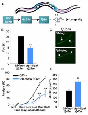 Uncoupling the Trade-Off between Somatic Proteostasis and Reproduction in Caenorhabditis elegans Models of Polyglutamine Diseases